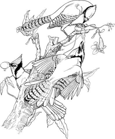 Jays On The Tree  Coloring Page